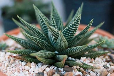Succulente Swati Haworthia Pianta Decorativa 