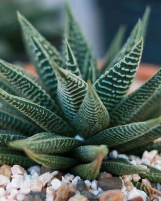 Succulente Swati Haworthia Pianta Decorativa 