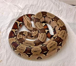 Maschio boa Suriname
