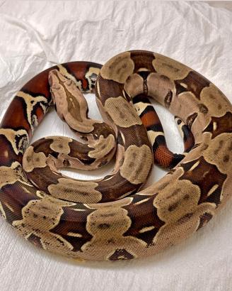 Maschio boa Suriname