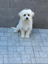 Cucciolo di maltese