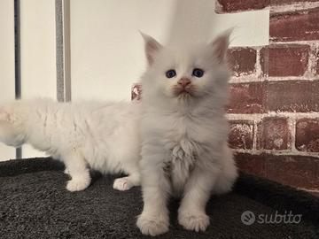 Cucciole Maine Coon