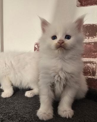 Cucciole Maine Coon