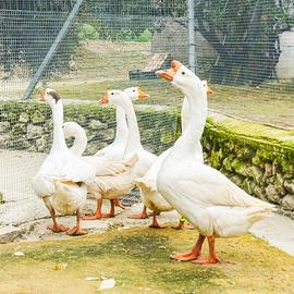 Oche cignoidi bianche adulte