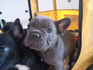 Bulldog francese blu