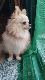 Pomerania - chihuahua