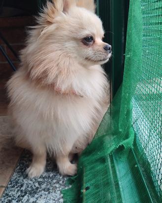 Pomerania - chihuahua