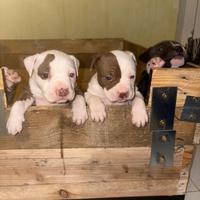 American Pitbull terrier ukc