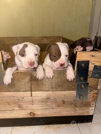 American Pitbull terrier ukc