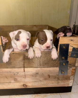 American Pitbull terrier ukc