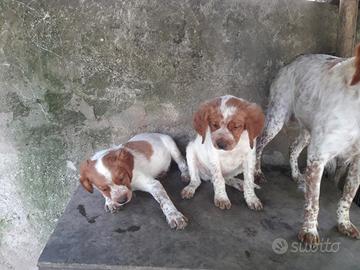 Cuccioli breton