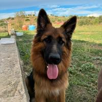 Stallone pastore tedesco pelo lungo pedigree