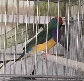 Diamanti di gould