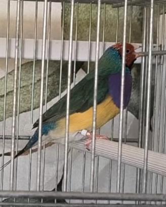 Diamanti di gould