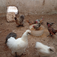 Gallinelle e galletti sebhith e moroseta