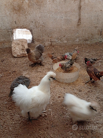 Gallinelle e galletti sebhith e moroseta