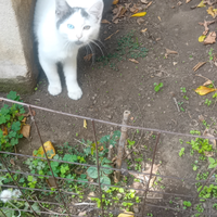 Gattini