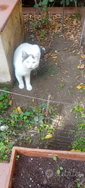 Gattini
