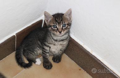 Cuccioli di gatto nati il 13 giugno