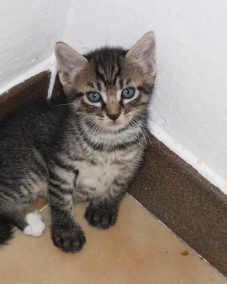 Cuccioli di gatto nati il 13 giugno