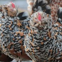 Emù e avicoli ormamentali