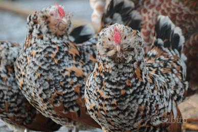 Emù e avicoli ormamentali