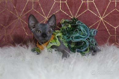 Femmina sphynx Total black