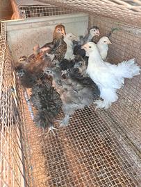 galline ornamentali 