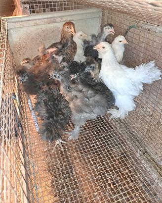galline ornamentali 