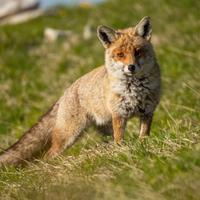 Volpe monti Abruzzo, foto dimensione A3 29,7X42 cm