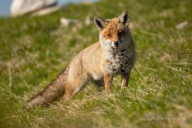 Volpe monti Abruzzo, foto dimensione A3 29,7X42 cm