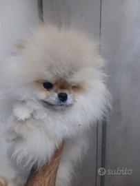 pomerania linea americana tecap