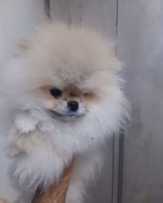 pomerania linea americana tecap