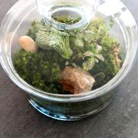 Terrarium con manutenzione zero