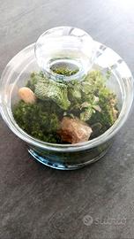 Terrarium con manutenzione zero
