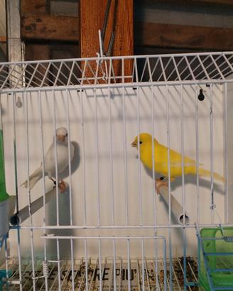 canarino giallo e bianco 2026 Foi