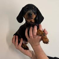 Bassotto arlecchino nano