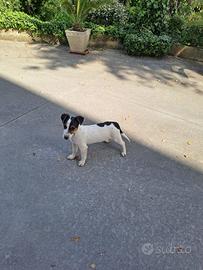 Jack Russell