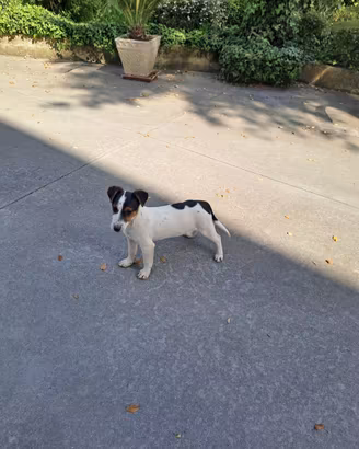 Jack Russell