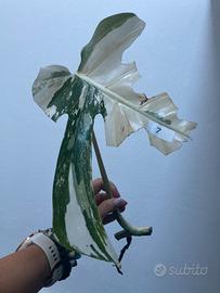 Talea monstera albovariegata