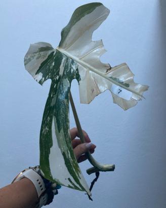 Talea monstera albovariegata