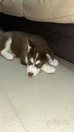 Cucciolo di cane husky
