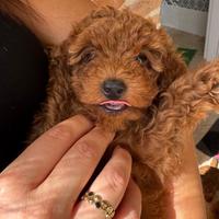 Cuccioli di barboncino rossi