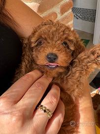 Cuccioli di barboncino rossi