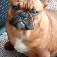 Cucciolo di bulldog francese