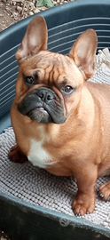 Cucciolo di bulldog francese