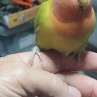 Pappagalli inseparabili