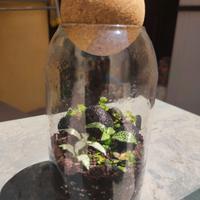 Terrario con fittonie e soreilolia 