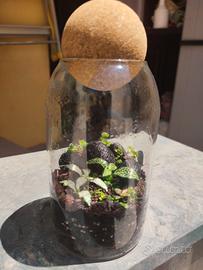 Terrario con fittonie e soreilolia 