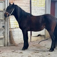 Mezzo cavallino domato a sella e calesse